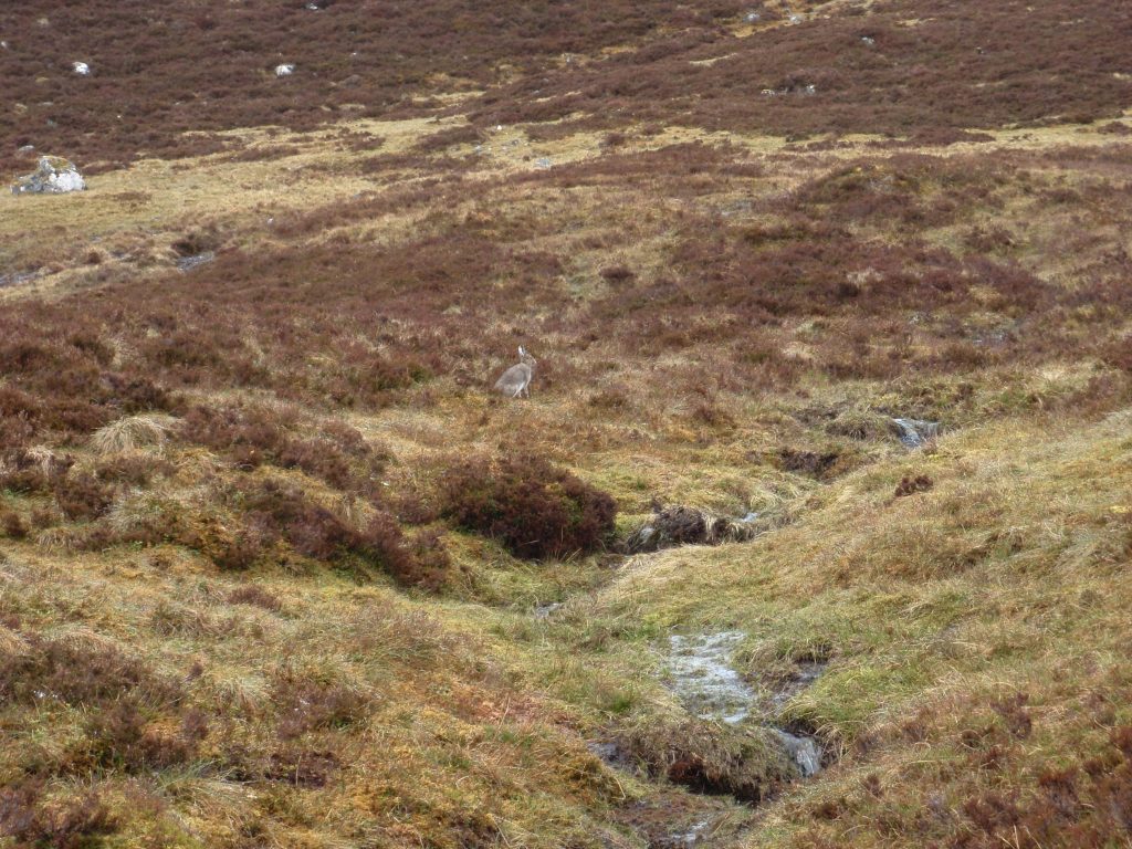 Events, Places, Scotland, TGO Challenge, UK