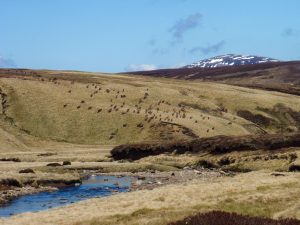 Events, Places, Scotland, TGO Challenge, UK