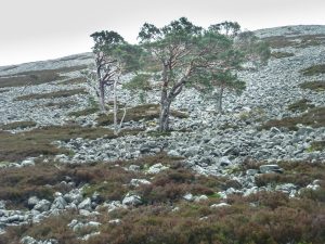 Events, Places, Scotland, TGO Challenge, TGO_2014, UK