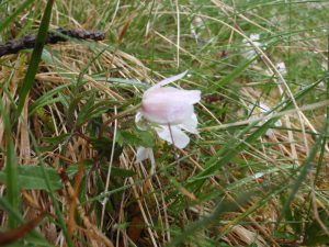 Events, Places, Scotland, TGO Challenge, TGO_2014, UK