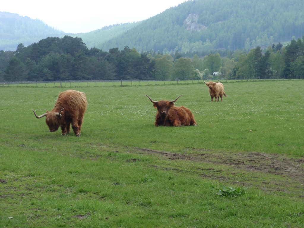 Events, Places, Scotland, TGO Challenge, TGO_2014, UK