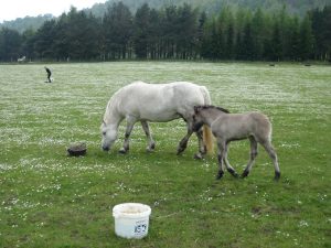 Events, Places, Scotland, TGO Challenge, TGO_2014, UK