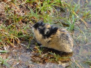 Norway, Places, lemming