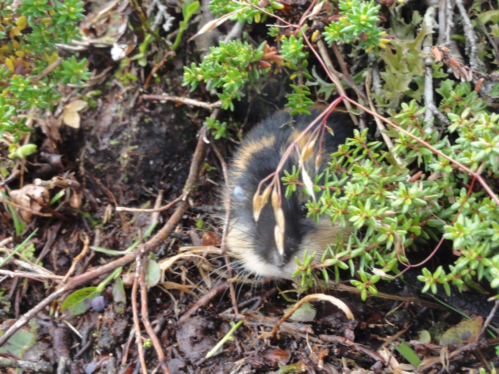 Norway, Places, lemming