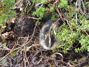 Norway, Places, lemming