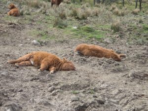 Events, Places, Scotland, TGO Challenge, UK