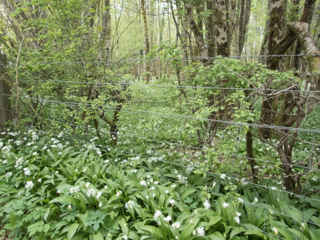 Events, Places, Scotland, TGO Challenge, UK