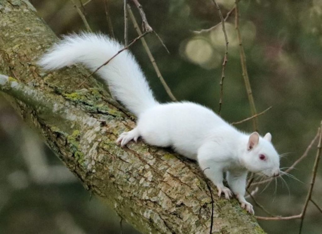 whte squirrel