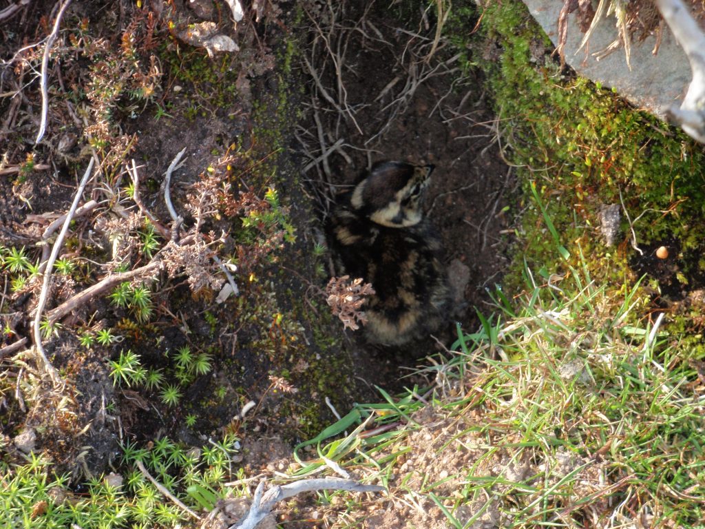 Events, Places, Scotland, TGO Challenge, UK