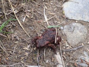 Events, Places, Scotland, TGO Challenge, UK