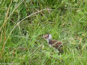 Events, Places, Scotland, TGO Challenge, UK