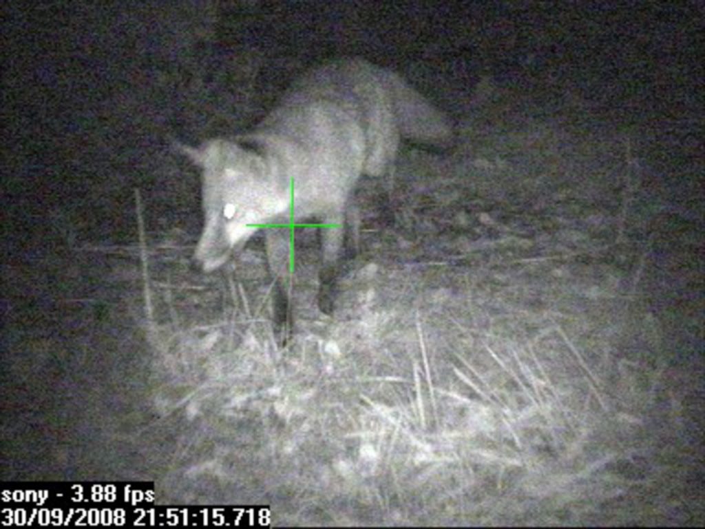 Other, Places, UK, chazey road, fox