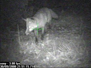 Other, Places, UK, chazey road, fox