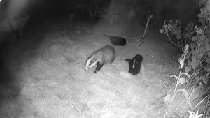 badger, chazey garden